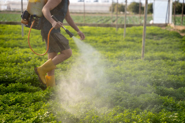 Best Exterminator Services  in Los Gatos, CA