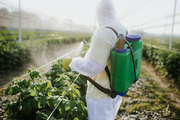 Best Local Pest Control Services  in Los Gatos, CA